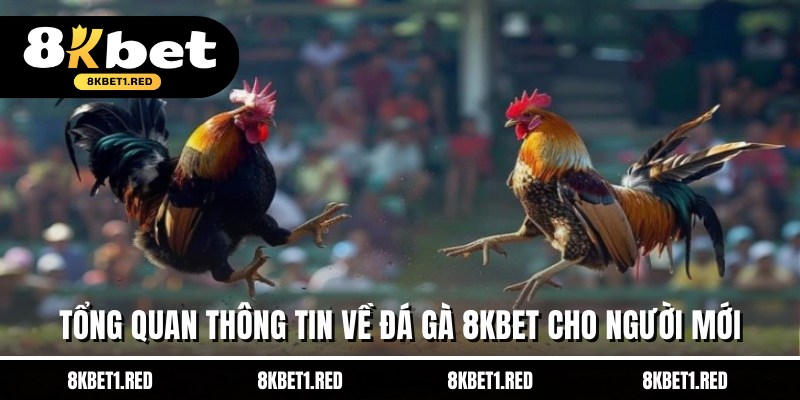 Tổng quan thông tin về Đá Gà 8KBET cho người mới